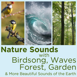 Download Lagu Nature Sounds - Tropical Rainforest at Dawn 6 MP3