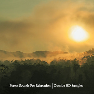 Download Lagu Outside HD Samples - Ambient Woods MP3