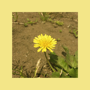 Download Lagu OOHYO - Dandelion (full ver.) MP3
