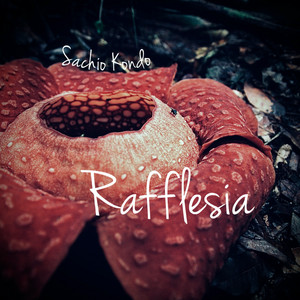 Download Lagu Sachio Kondo - Rafflesia MP3 Download Lagu Sachio Kondo - Rafflesia MP3