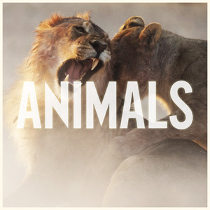 Download Lagu Maroon 5 - Animals MP3 Download Lagu Maroon 5 - Animals MP3