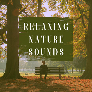 Download Lagu Lluvia del Bosque - Sweet Forest Sound MP3