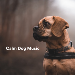 Download Lagu Sleepy Dogs, Music for Calming Dogs, Music for Leaving Dogs Home Alone - Aura of God MP3