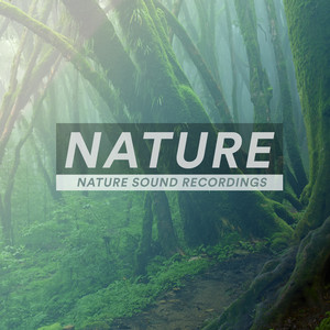 Download Lagu FX Makers - Forest of Calamity MP3 Download Lagu FX Makers - Forest of Calamity MP3