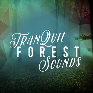 Download Lagu Outside Broadcast Recordings - Forest Afternoon MP3