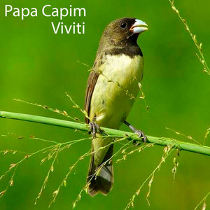 Download Lagu Papa Capim - Viviti MP3 Download Lagu Papa Capim - Viviti MP3