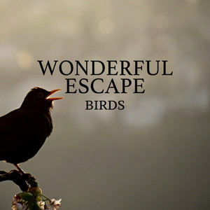 Download Lagu Wonderful Escape - Birds in Village Park MP3 Download Lagu Wonderful Escape - Birds in Village Park MP3