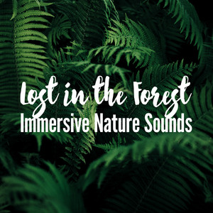 Download Lagu Forest Sounds - Through the Forest MP3 Download Lagu Forest Sounds - Through the Forest MP3