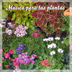 Download Lagu Julio Palacios - Lambada MP3 Download Lagu Julio Palacios - Lambada MP3