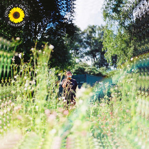 Download Lagu Rex Orange County - Sunflower MP3
