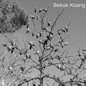 Download Lagu Bekok Koang - Aku jarang disayang sayang MP3
