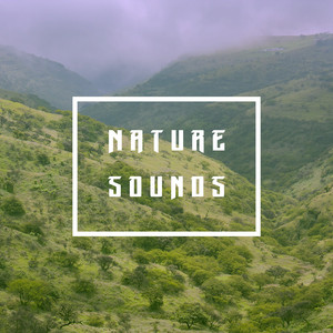 Download Lagu Nature Recordings - Summmer Forest MP3 Download Lagu Nature Recordings - Summmer Forest MP3