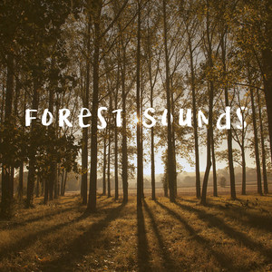 Download Lagu Mother Earth Sounds - Far Away Forest MP3 Download Lagu Mother Earth Sounds - Far Away Forest MP3